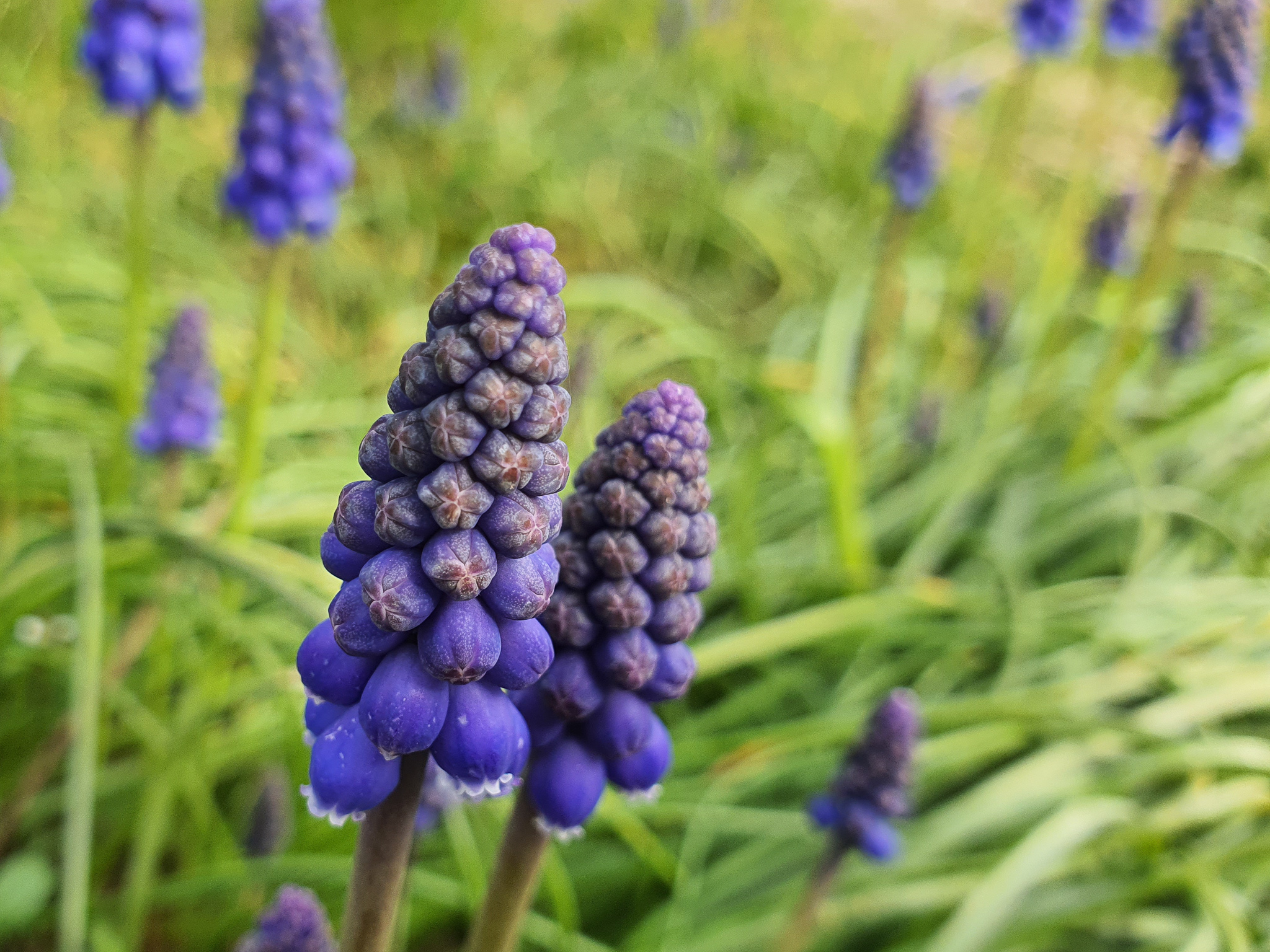 blauwe druifjes bloembollen in een sedumdak