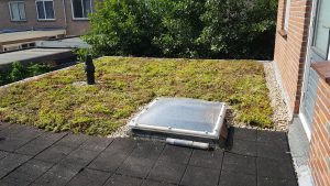 sedumdak en dakterras