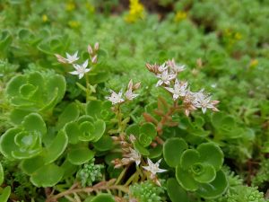 sedum spurium en bloemen sedum album