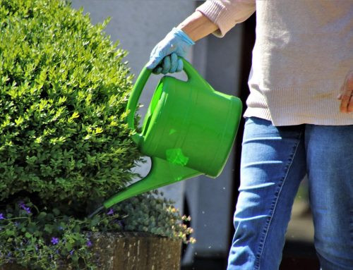5 tips voor minder onderhoud en mooiere planten op je dakterras