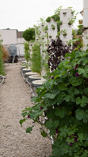 achter vertikale moestuinen op het dak