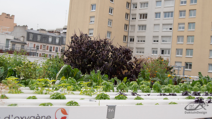 hydroponic moestuinen op het dak