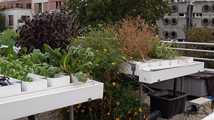 Hydroponic systeem op het dak voor een moestuin op het dak