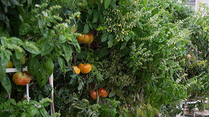 de oogst van een vertikale moestuin op het dak