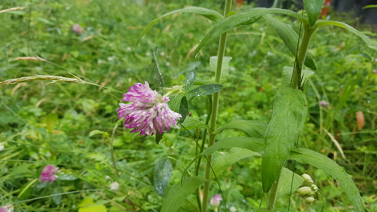 kale plekken en uitval planten schuin sedumdak