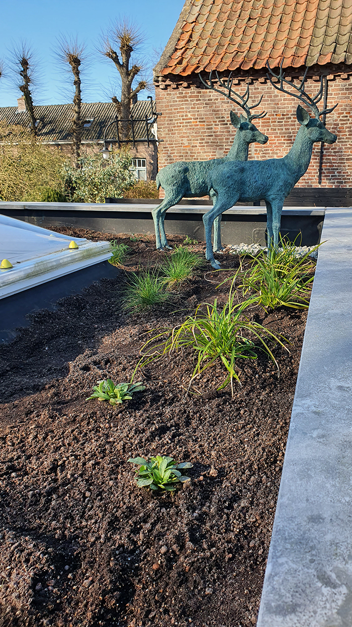 intensief groendak tuin huis engelen, direct na aanleg begin voorjaar 2022
