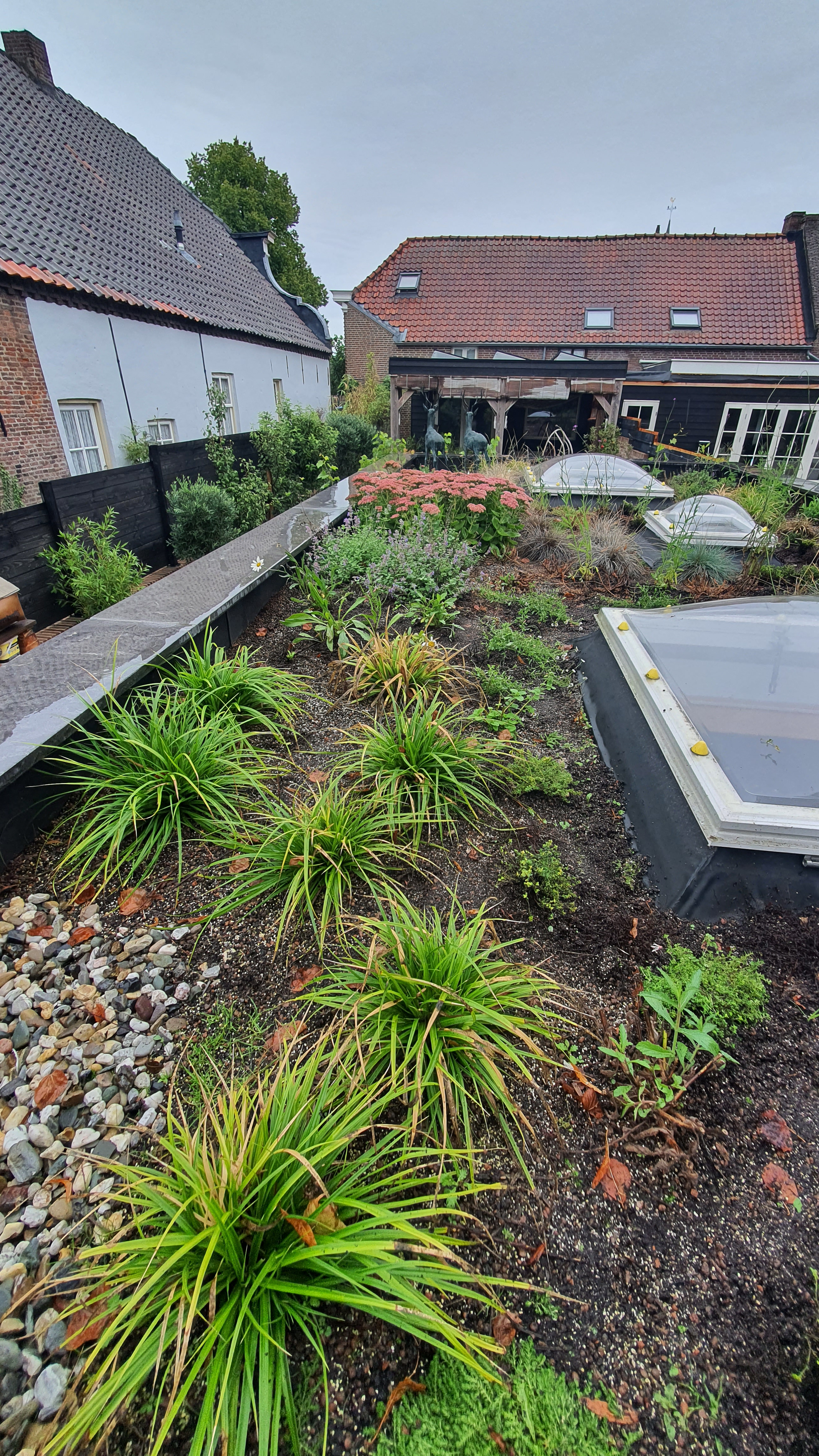 intensief groendak tuin huis engelen, een half jaar na aanleg zomer 2022