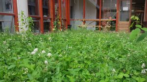 wilde bloemendak daktuin Utrecht