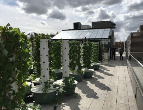 Moestuinen op het dak, een bezoek op een rooftopfarm in Parijs