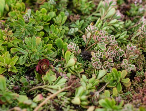 de sedumplanten van een sedumdak